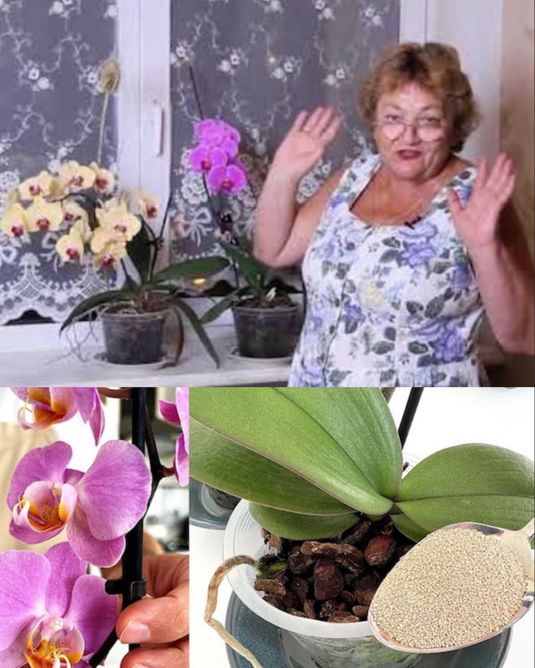 'Орхидеите обичат захар, чесън и кафе, а понякога и кубче лед!' Съветите на леля Оля от втория етаж: