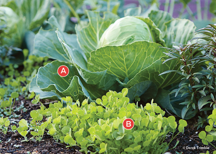clover and cabbage