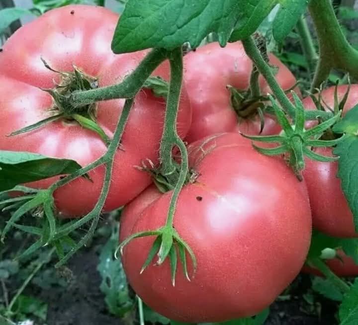 Всяка година си правя този разтвор и с него поливам доматите, няма да ви кажа каква реколта изкарвам, чудя се какво да правя доматите