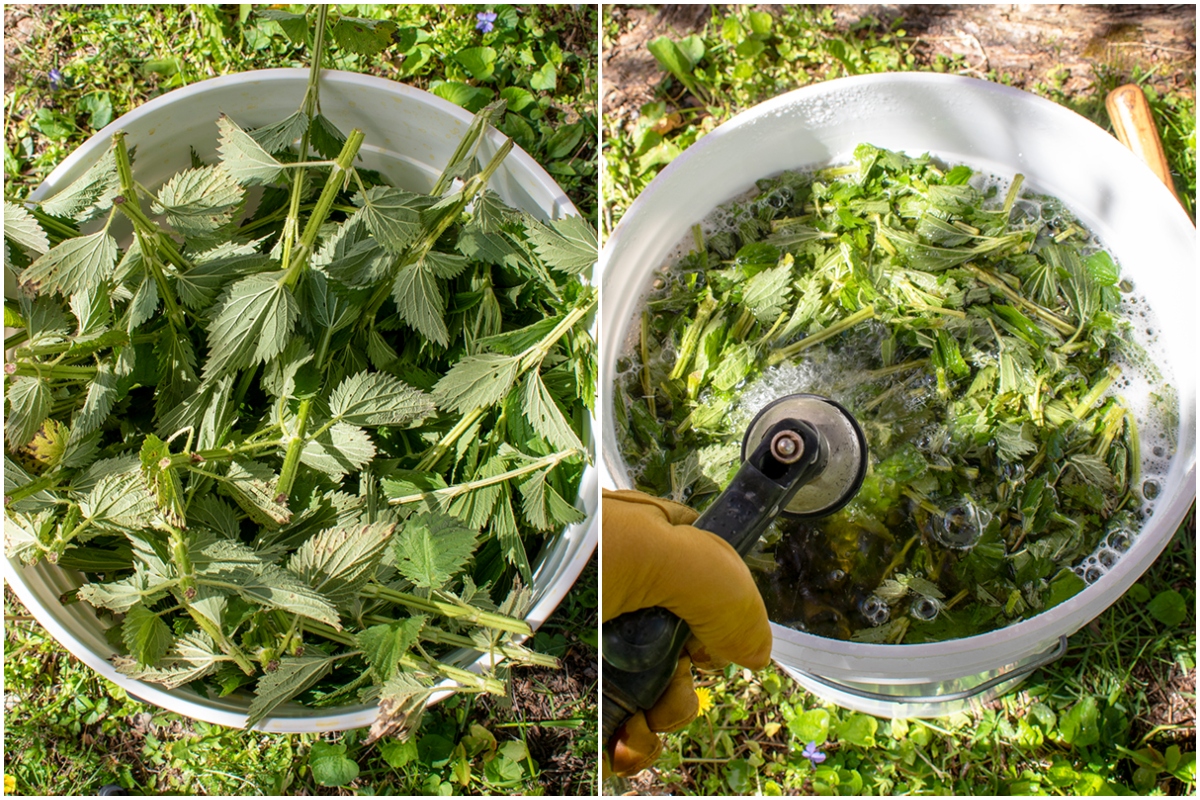 nettles