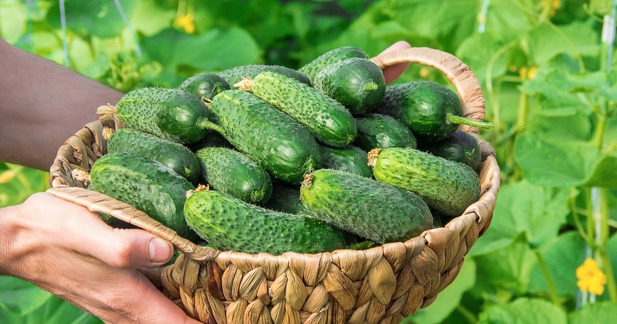 реколта краставици