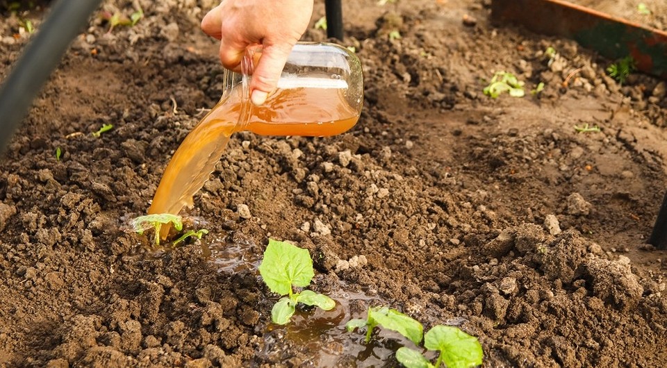 поливане с лук