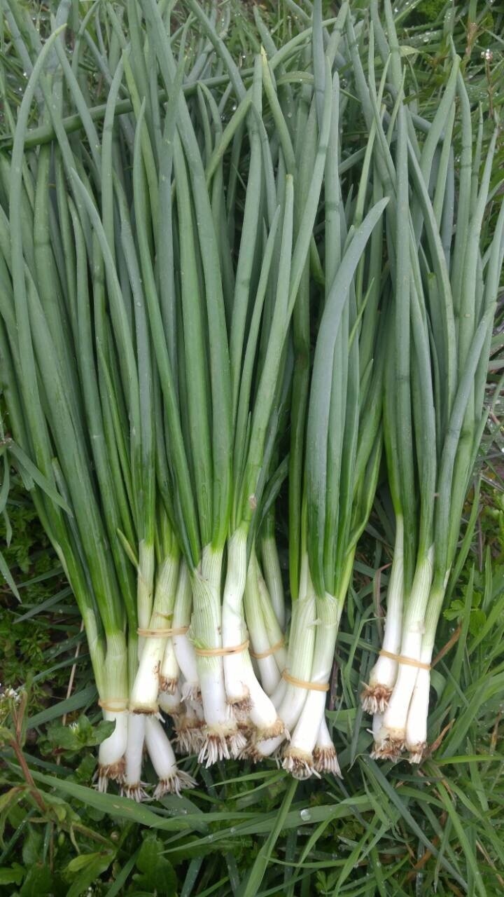 Гениален метод как да си имате винаги пресен лук вкъщи – без почва и саксия, расте като полудял: