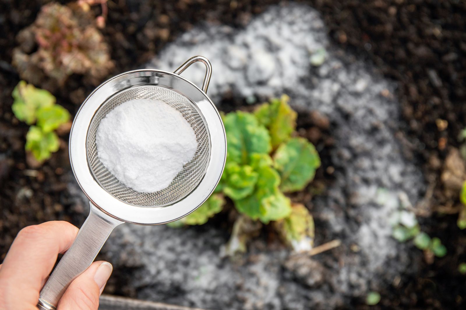 baking powder for strawberries