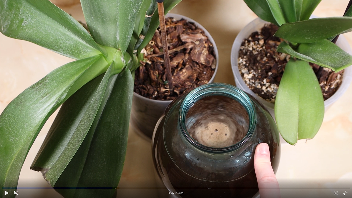 кафе за орхидеята