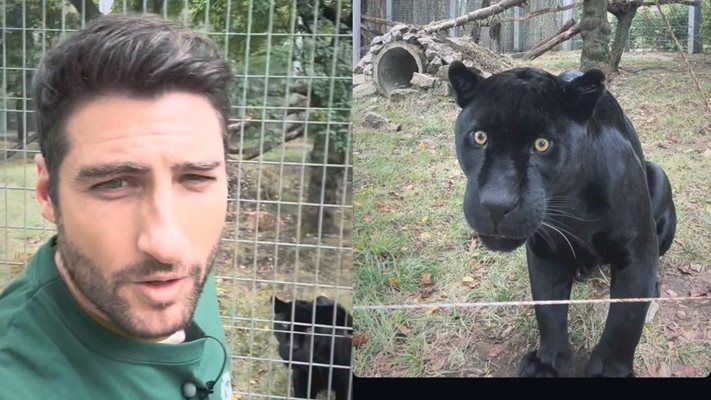 Извънредно! Петър Дочев откри черната пантера