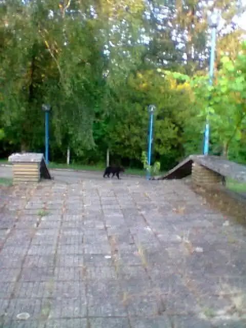 Не е само в Шумен: Още един звяр се разхожда свободно, стресна жителите на наше село