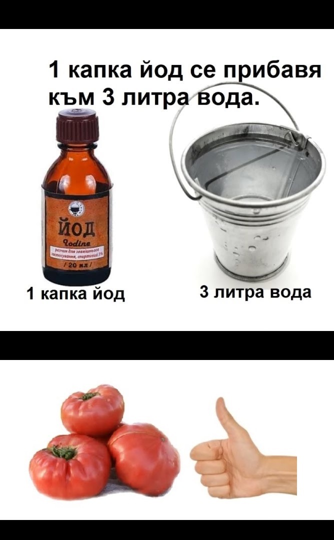 Рецепта за здрави домати, забравих за болестите: