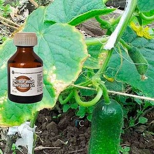 ПРЯСНО МЛЯКО+ЙОД и краставиците дават двойна реколта – растат не с дни, а с часове!