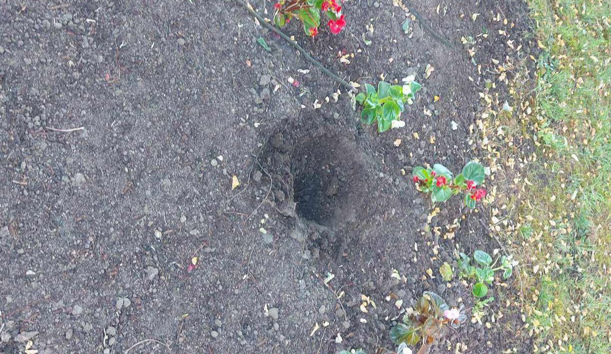 Вандали прекършиха и унищожиха млади дръвчета при болницата ...