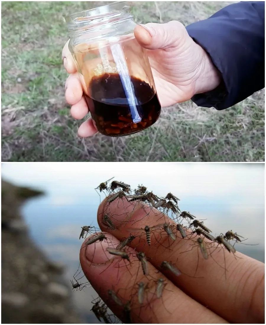 Нито един комар няма да се доближи до вас. Народно средство срещу всички насекоми: тогава хората наистина знаеха какво вършат.