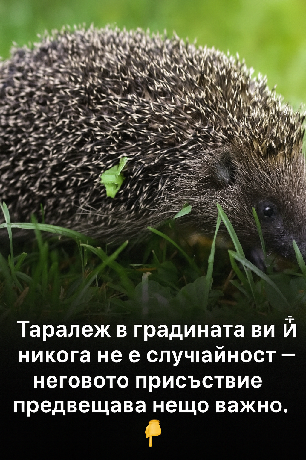Ако в градината ви се е появил таралеж, това означава, че…