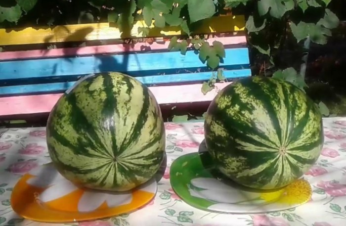 Малцина знаят, че има женски дини и точно те са най-сладки и сочни! Ето как да ги изберем – 100% гаранция за вкус 19 съвети избор на диня