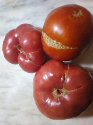 Домат, пълен с отрови, е лесен за разпознаване: Това е ключовия детайл..