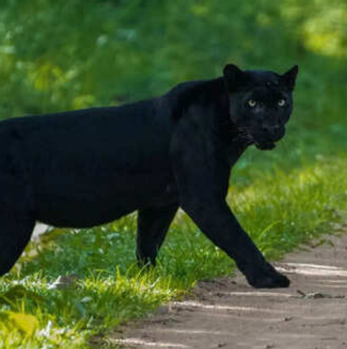 Пума с нашийник нападна 4-годишно дете в Национален парк