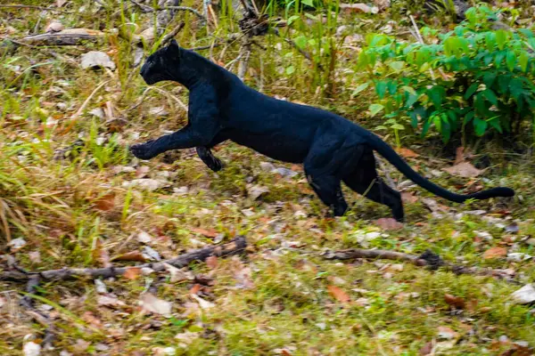 Показаха ново видео, как избягалата пантера гони...