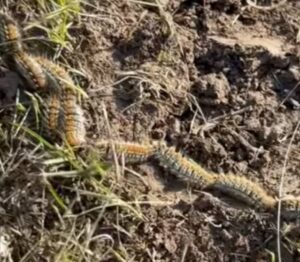 Опасна гад се появи в България: Пипнеш ли я, 8 месеца лечение