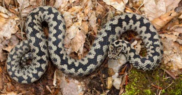 19-годишно момиче е ухапано от отровна змия и откарано по спешност в болница