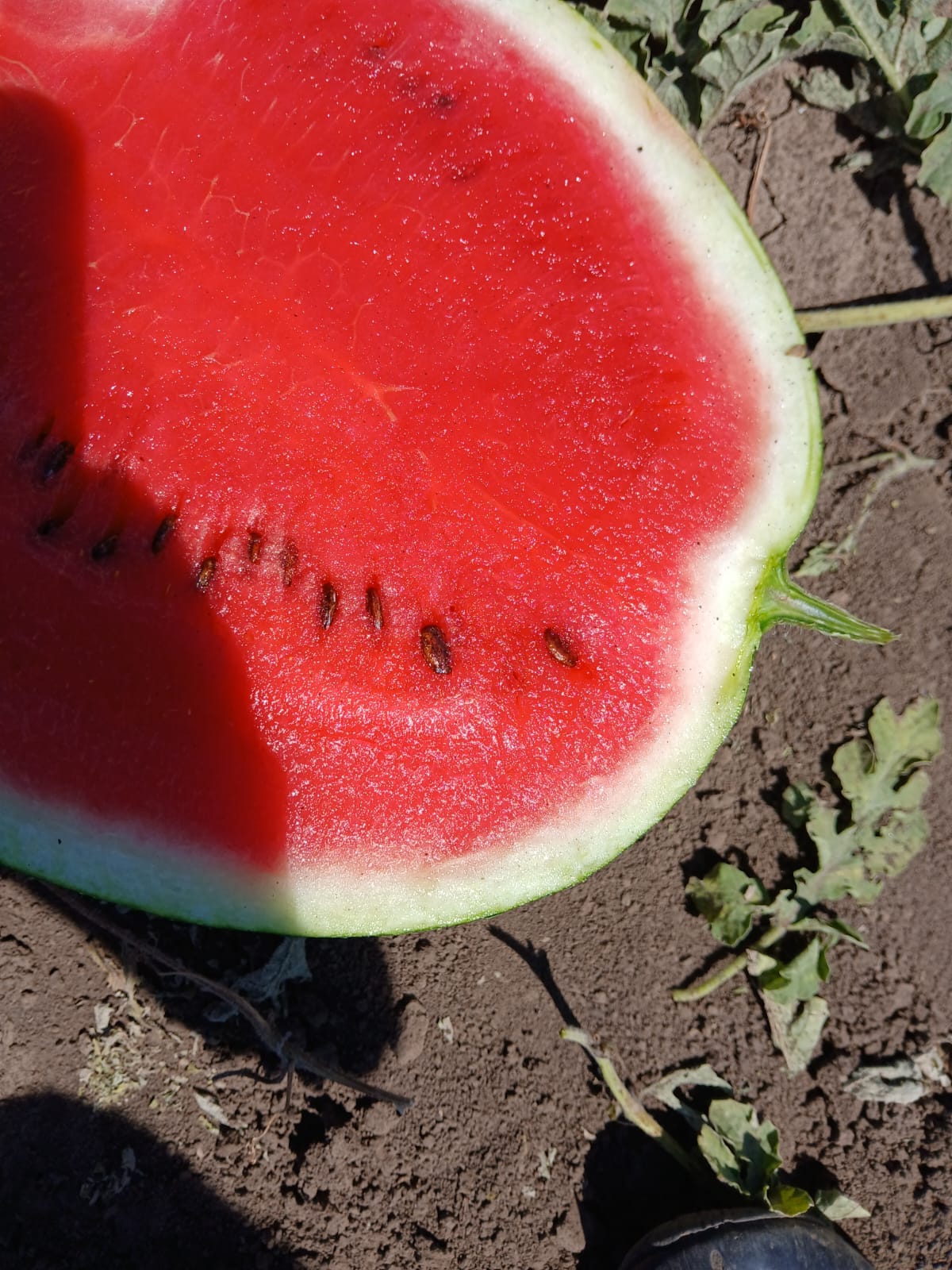 Ето какво се случва с тялото ни ако ядем диня всеки ден