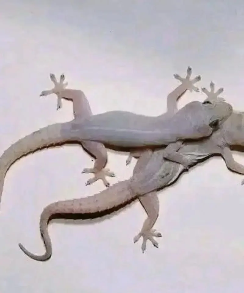 508303913 1279070386944991 7843912621174096654 n