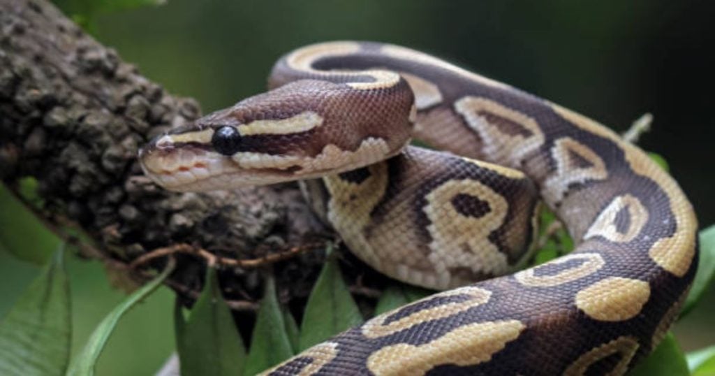 Трагедия сполетя тази сутрин 54-годишна жена, тя загуби живота си в градината си, след като... 9 10 93