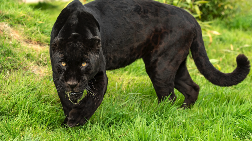 Извънредни новини за свирепия звяр от Шумен