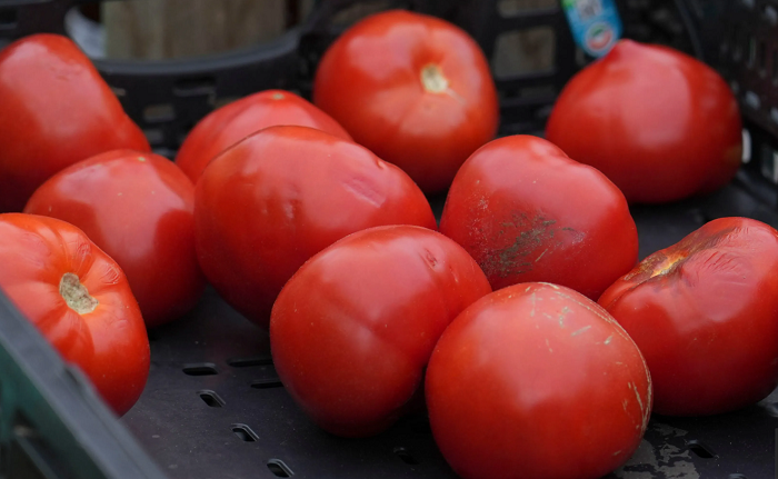 нетретирани домати