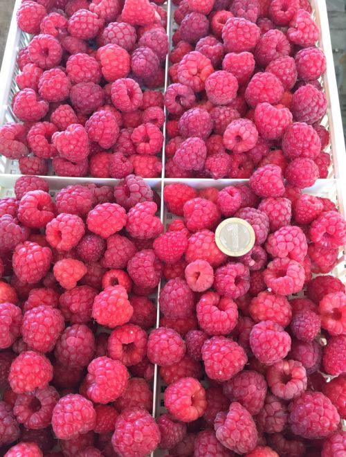 Изкараха първите череши, а цените са…