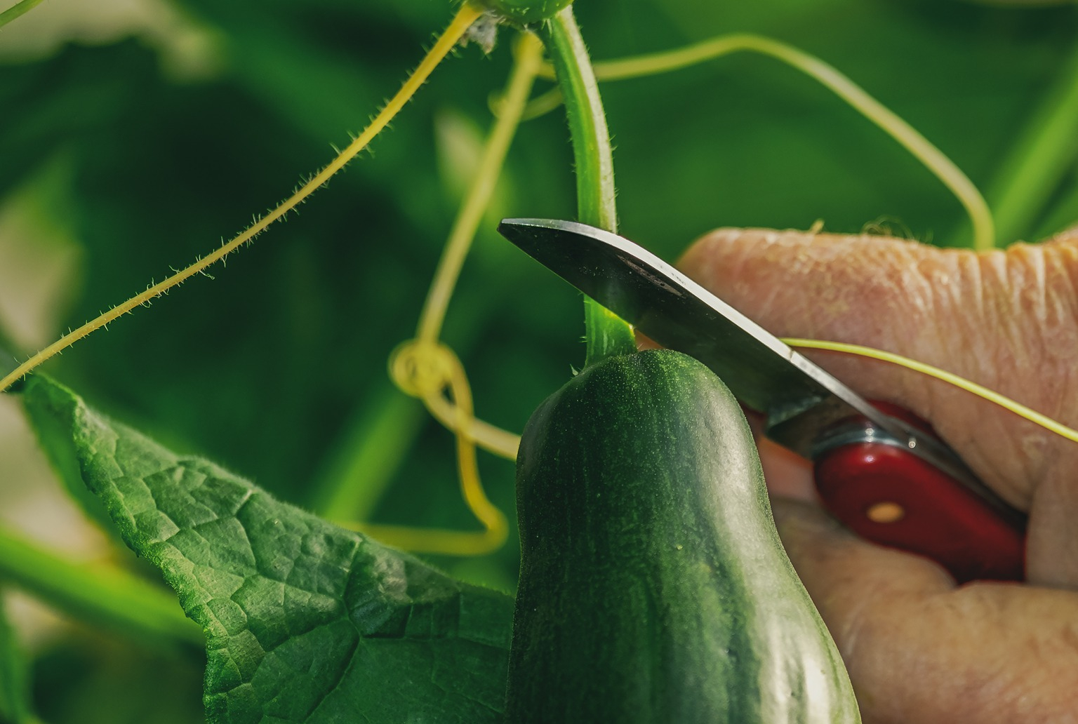 краставица