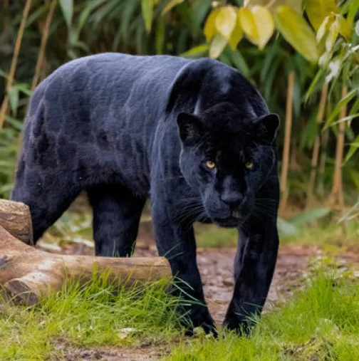 Зоолог от БАН с много лоши новини за черния леопард от Шуменското плато