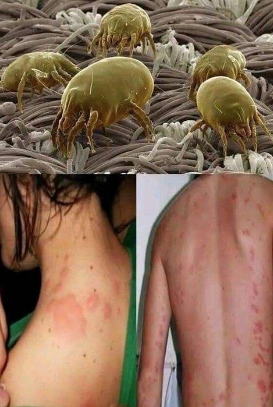 540836923 785908434015305 232613