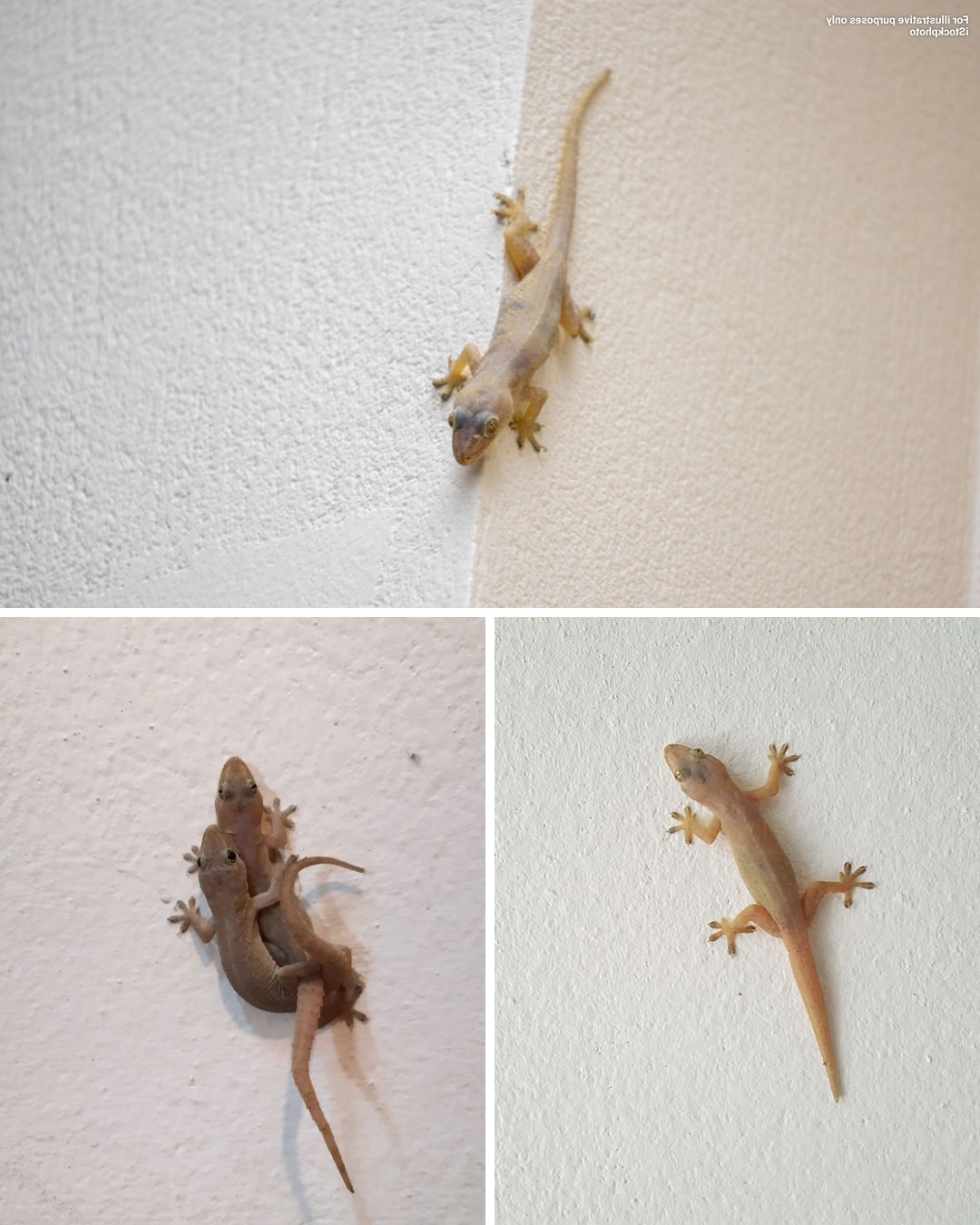 544610494 1119633153597572 27991