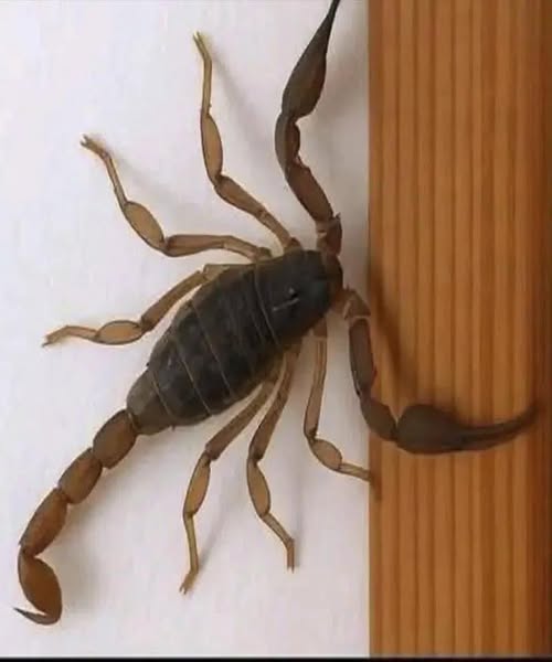 547217241 805697778470123 6386411671916899248 n