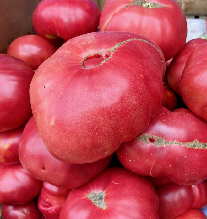 От години поливам доматите само с това и не мога да смогна да ги обера – не е за вярване какво прави разтворът