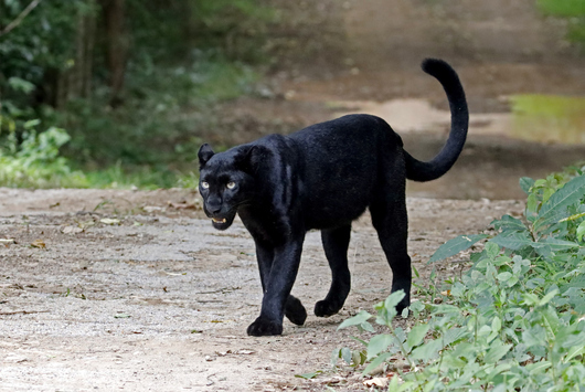 ИЗВЪНРЕДНО! Заснеха черния леопард на 70 км. от София (ВИДЕО)