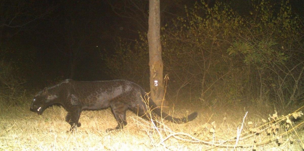 Хванаха избягалия черен леопард на Видео, оказа се че…
