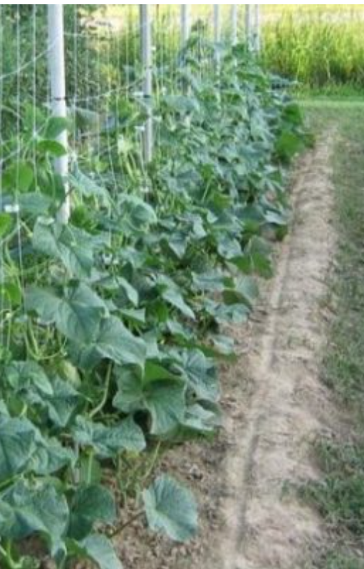 Какво НЕ трябва да се сее или засажда до краставици? Основни правила за градинари, гарантиращи богата реколта