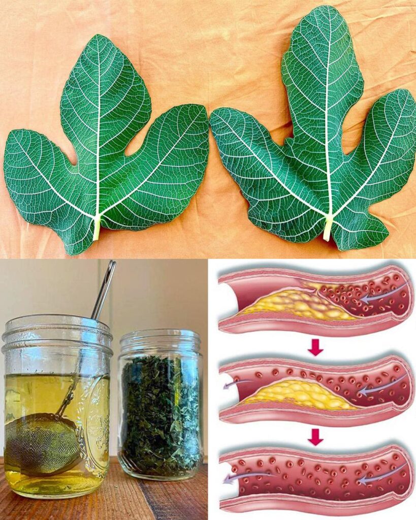 Имаш ли смокинови листа, имаш злато и дори не го знаеш! Повечето хора не…