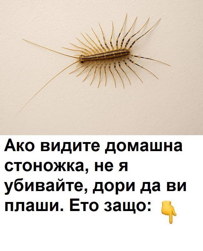 Никога повече не убивайте стоножка в дома си, защото те са…