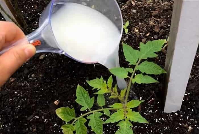 тор със суроватка