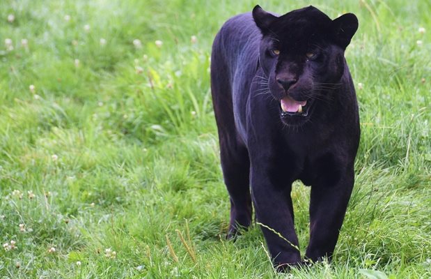 Откриха черната пантера