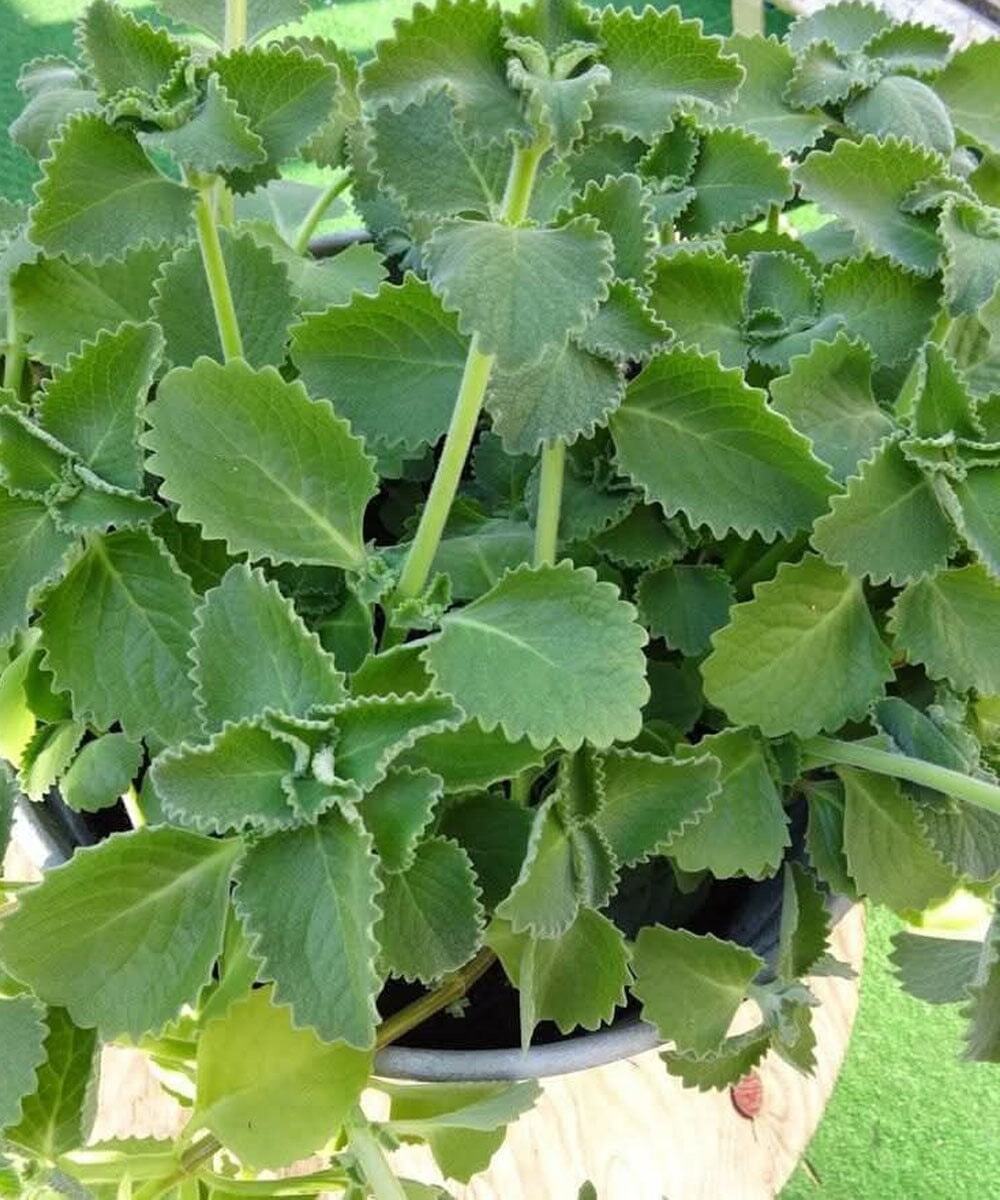 Само едно листо риган на ден и повече няма да страдате от… Вижте повече по-долу