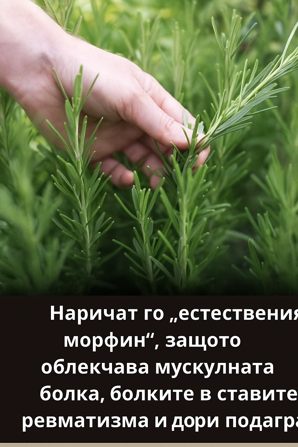 Най-мощното и лечебно растение, което хората често пренебрегват и дори не подозират за неговата сила, се нарича… Вижте повече тук: