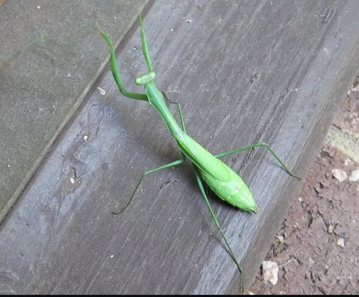 Когато богомолка кацне върху вас: Какво се опитва да ви каже Вселената?