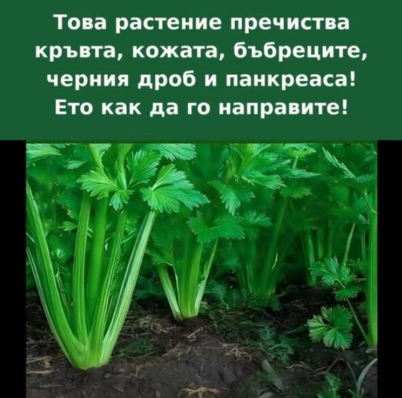 Това растение подпомага прочистването, кожата, бъбреците, черния дроб и панкреаса… НАПРАВЕТЕ ГО ПО ТОЗИ НАЧИН.