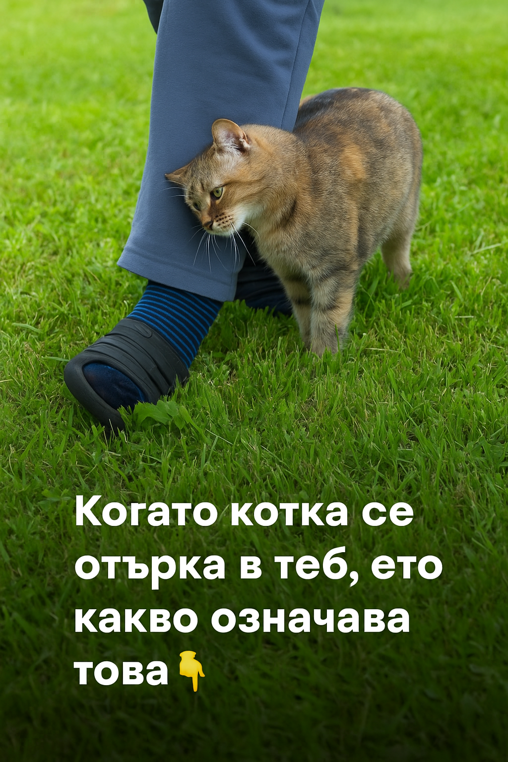 Когато котка се отърка в теб, ето какво означава това