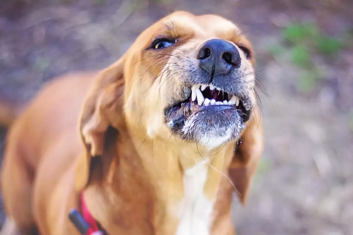 Ако ви нападне куче, само една дума може да ви спаси.. Вижте повече…