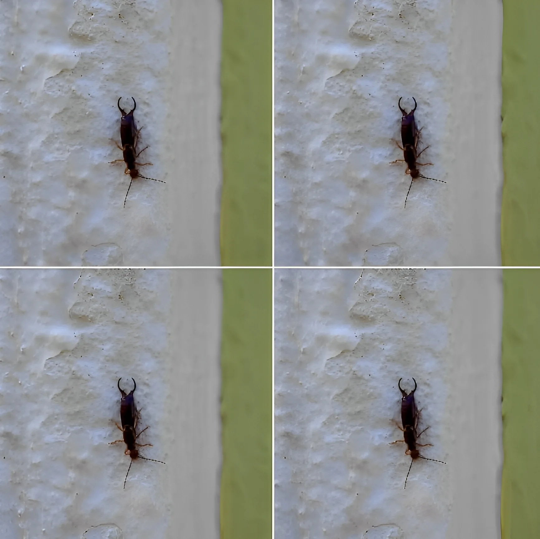 Внимание, ако сте открили това насекомо в дома си, това е знак, че трябва да…