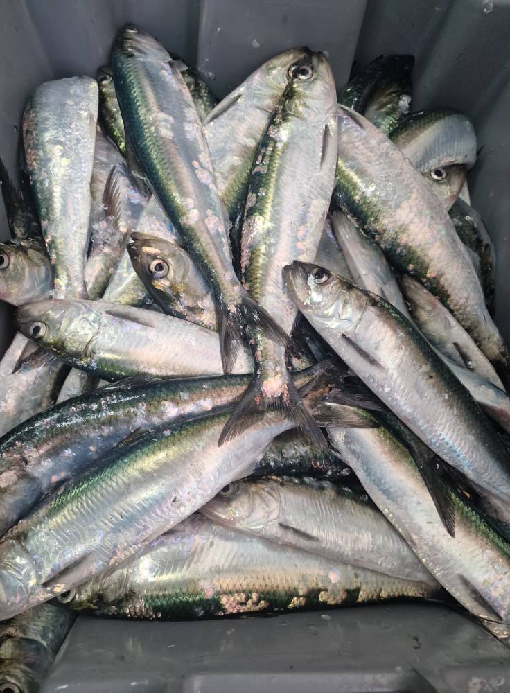 Лекарите разкриват, че яденето на РИБА причинява… Вижте повече