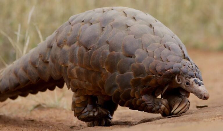 pangolini2 768x450 1